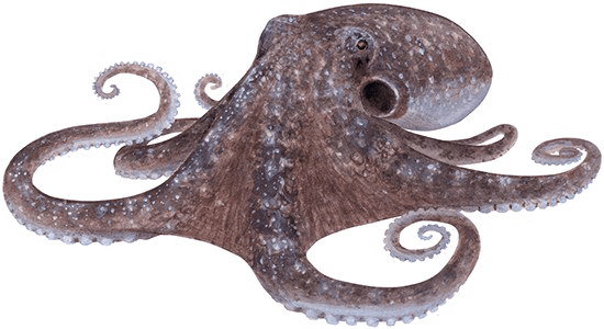 Octopus