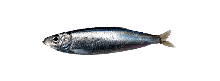Sprat