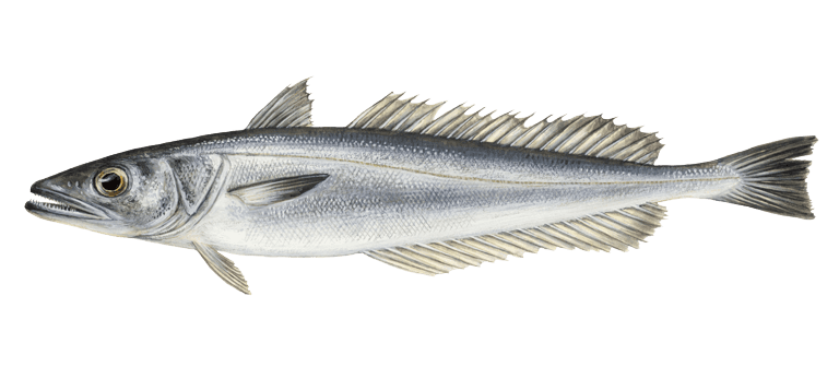 Hake