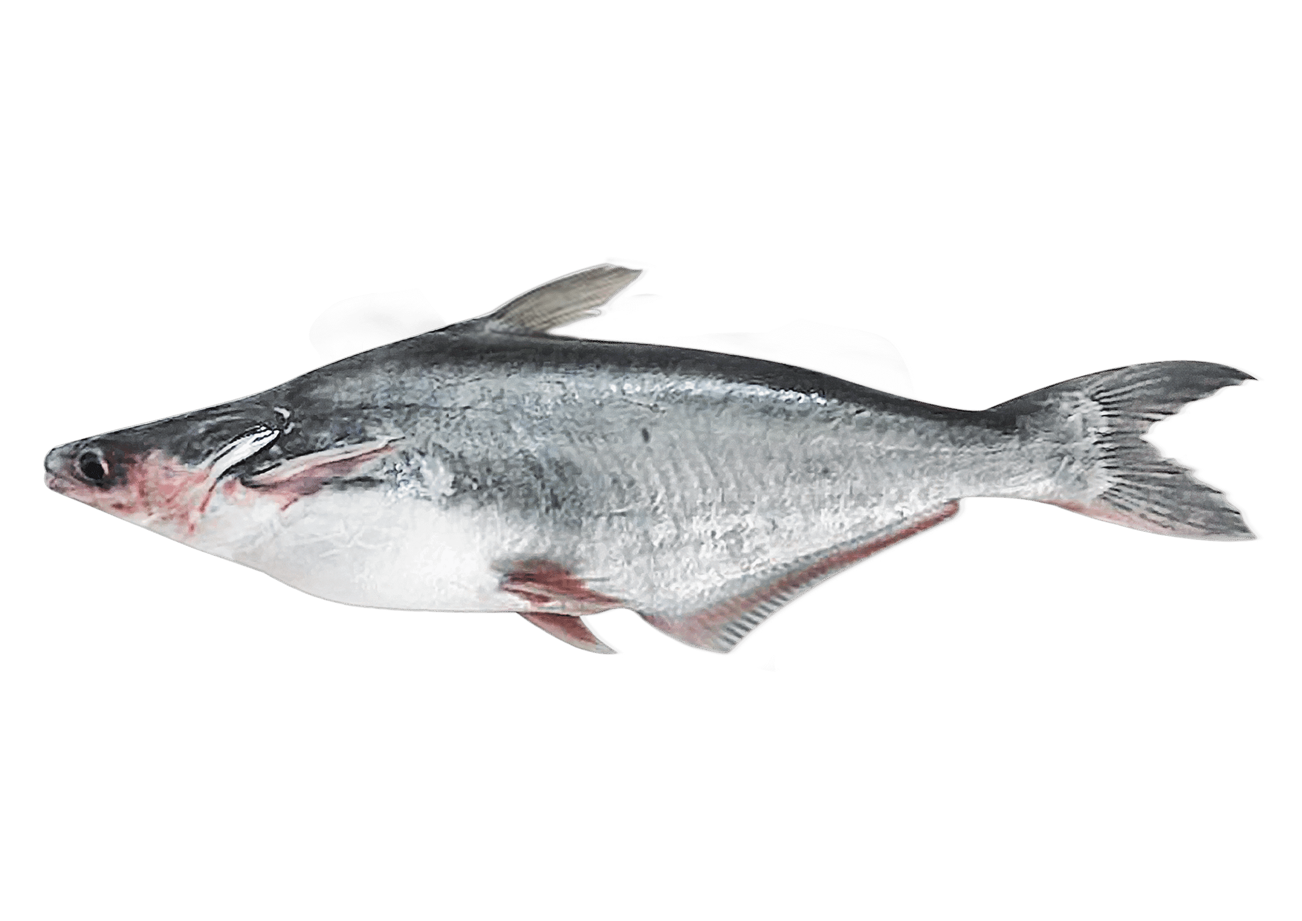 Pangasius