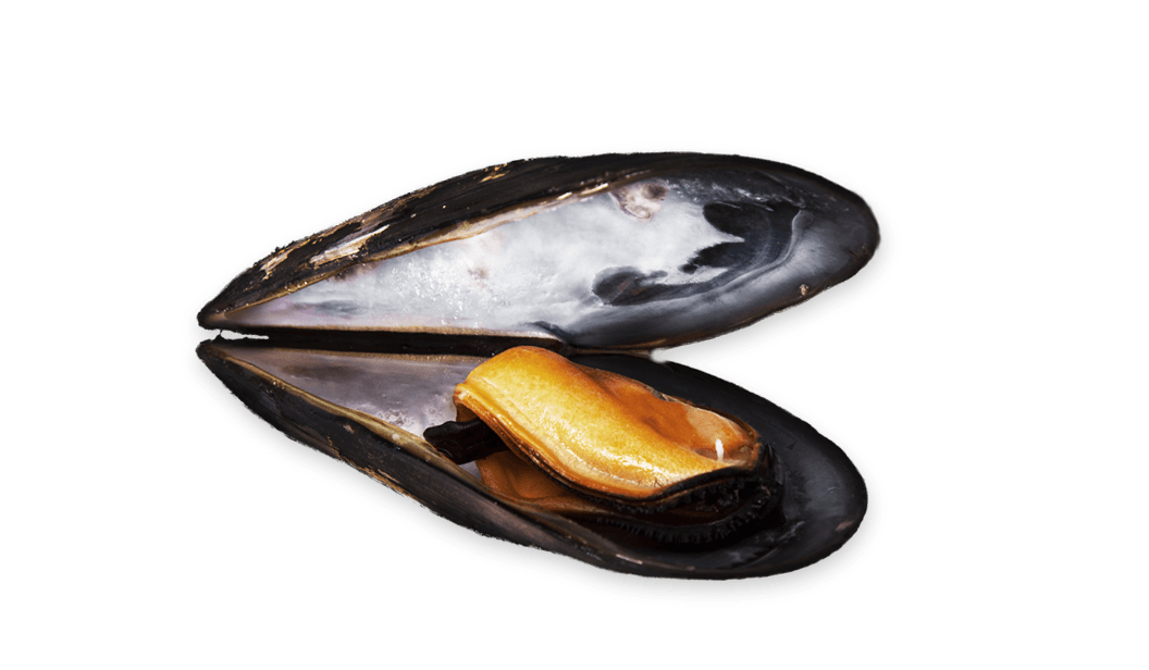Mussels