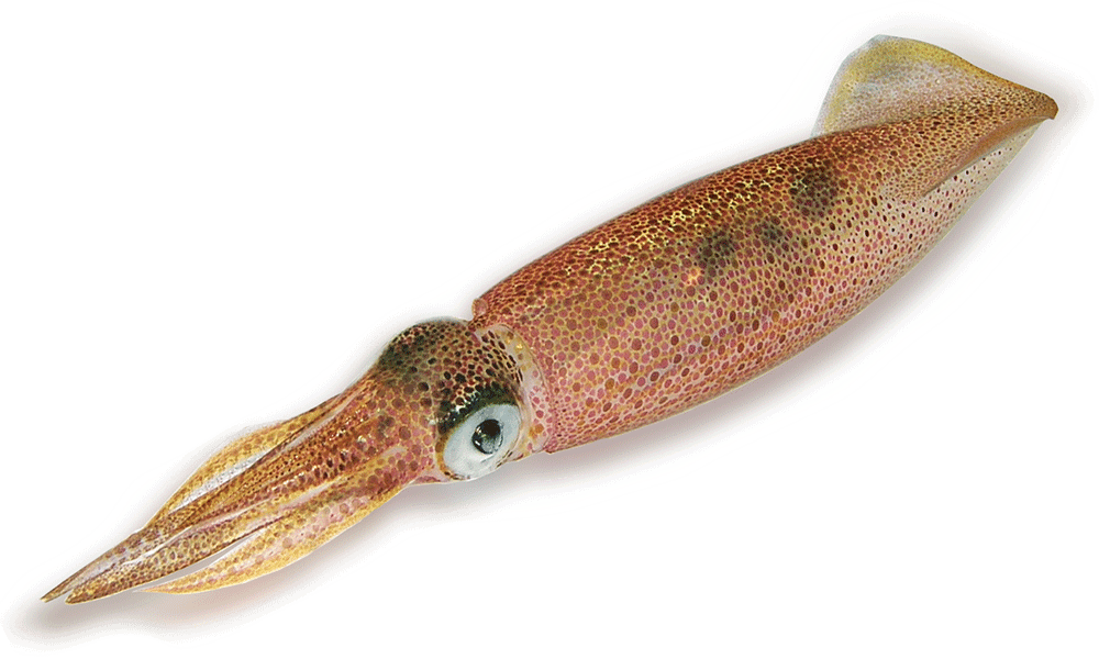 Squid Patagonica