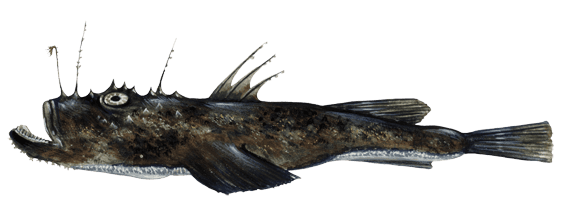 Monkfish