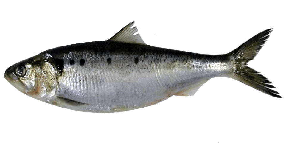 Herring