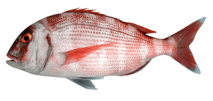 Common Seabream