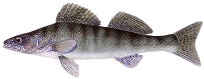 Pike-Perch