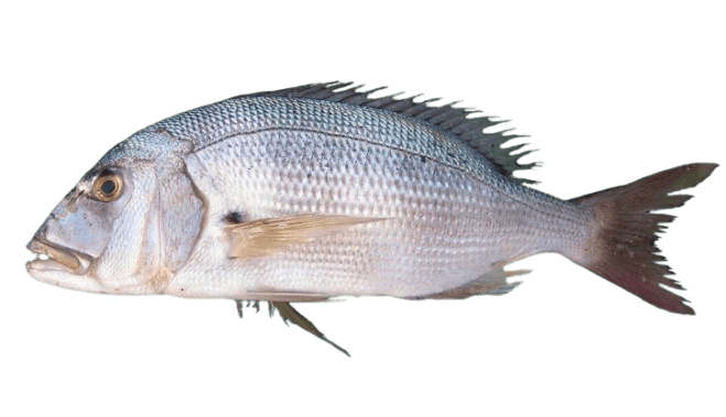 Dentex