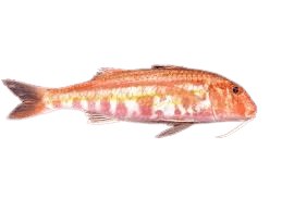 Red Mullet