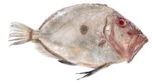 John Dory